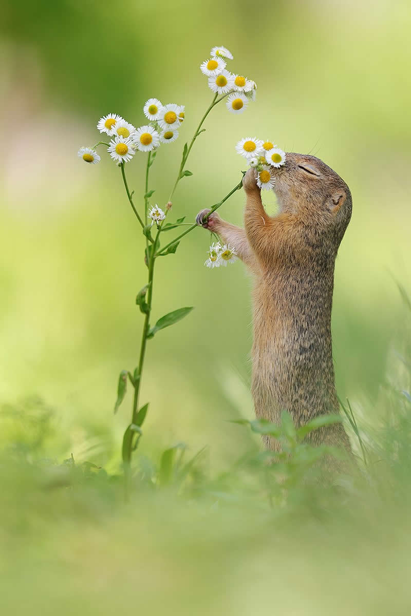 Heart-Melting Photos of Squirrels by Julian Rad