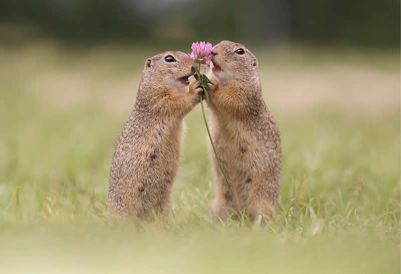Heart-Melting Photos of Squirrels by Julian Rad