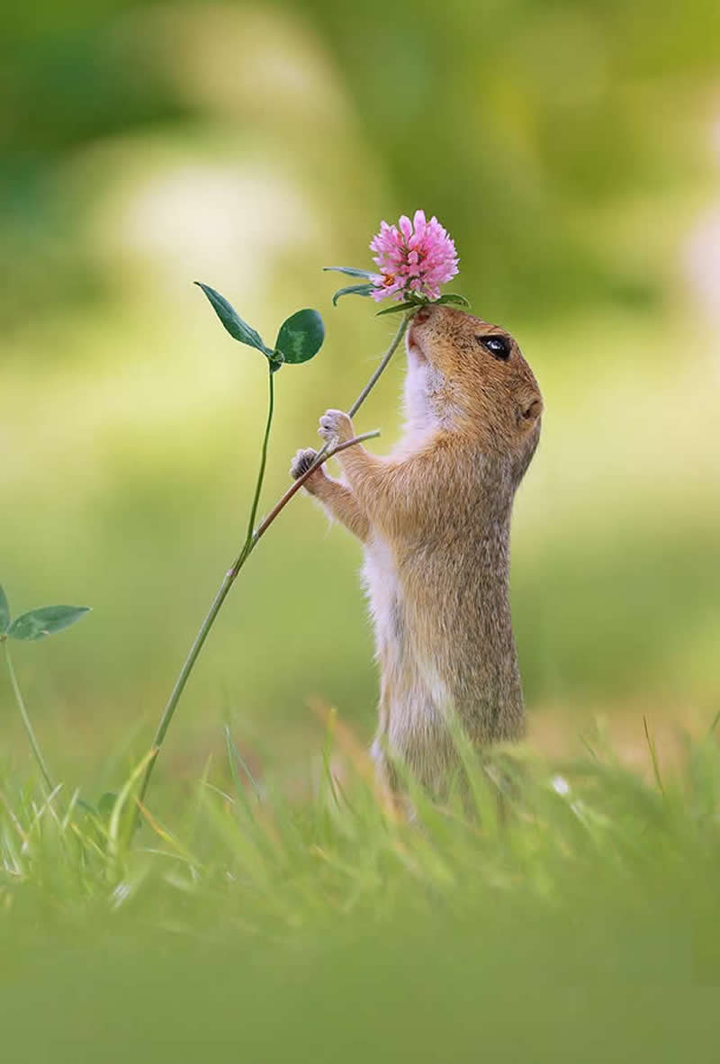 Heart-Melting Photos of Squirrels by Julian Rad