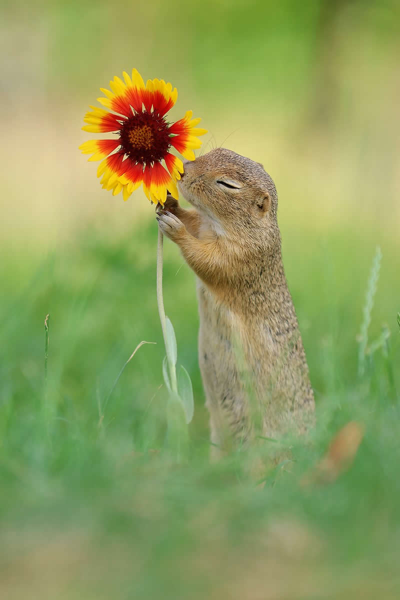 Heart-Melting Photos of Squirrels by Julian Rad