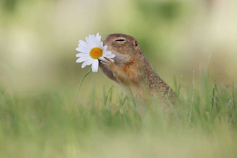 Heart-Melting Photos of Squirrels by Julian Rad