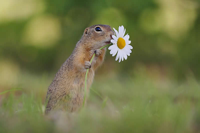 Heart-Melting Photos of Squirrels by Julian Rad