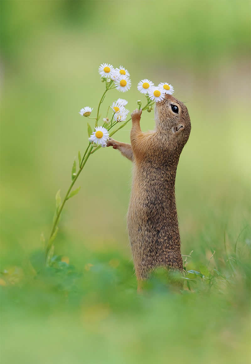 Heart-Melting Photos of Squirrels by Julian Rad