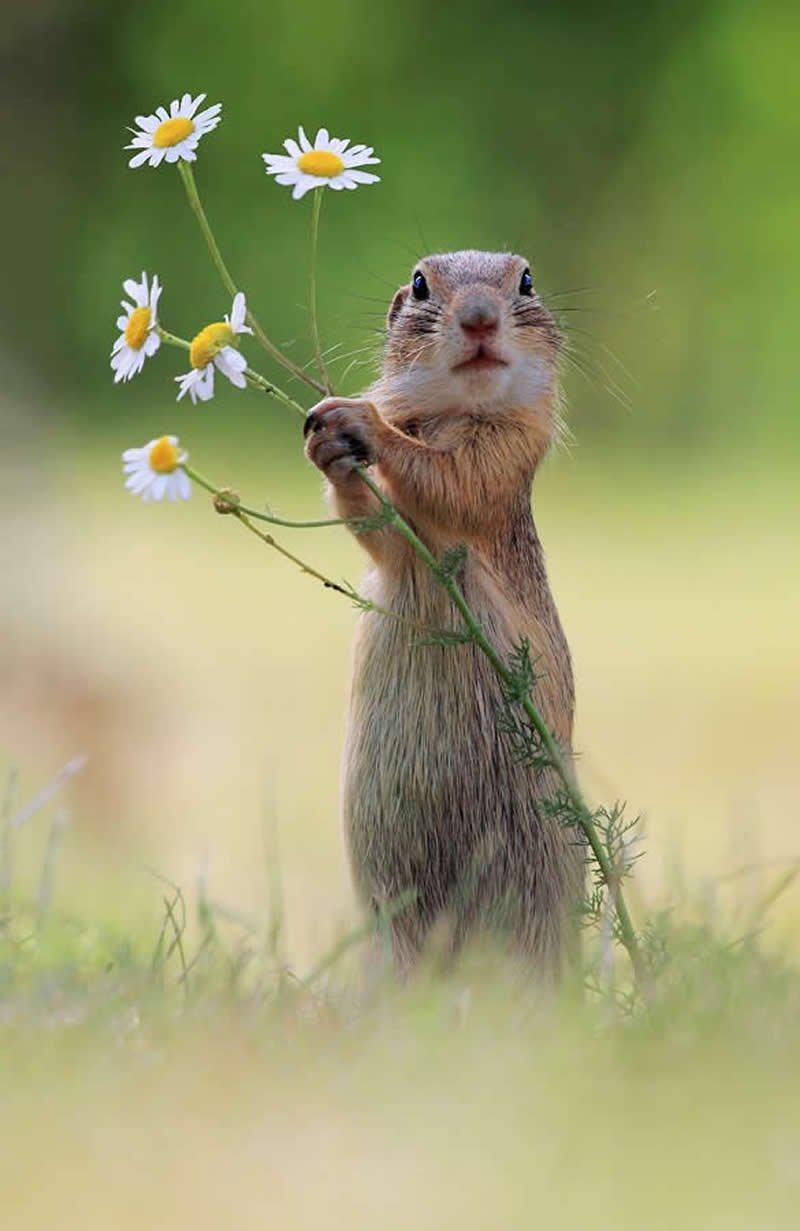 Heart-Melting Photos of Squirrels by Julian Rad