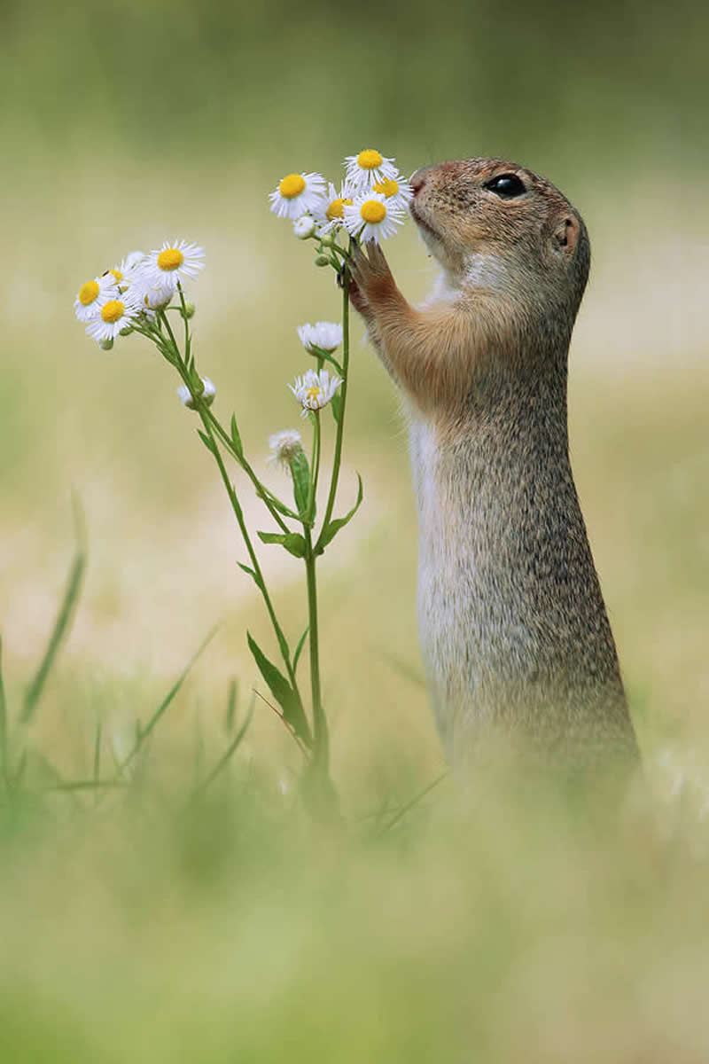 Heart-Melting Photos of Squirrels by Julian Rad