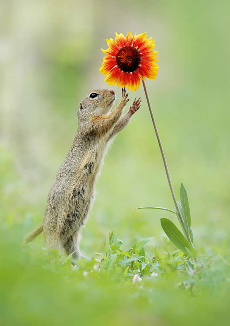 Heart-Melting Photos of Squirrels by Julian Rad