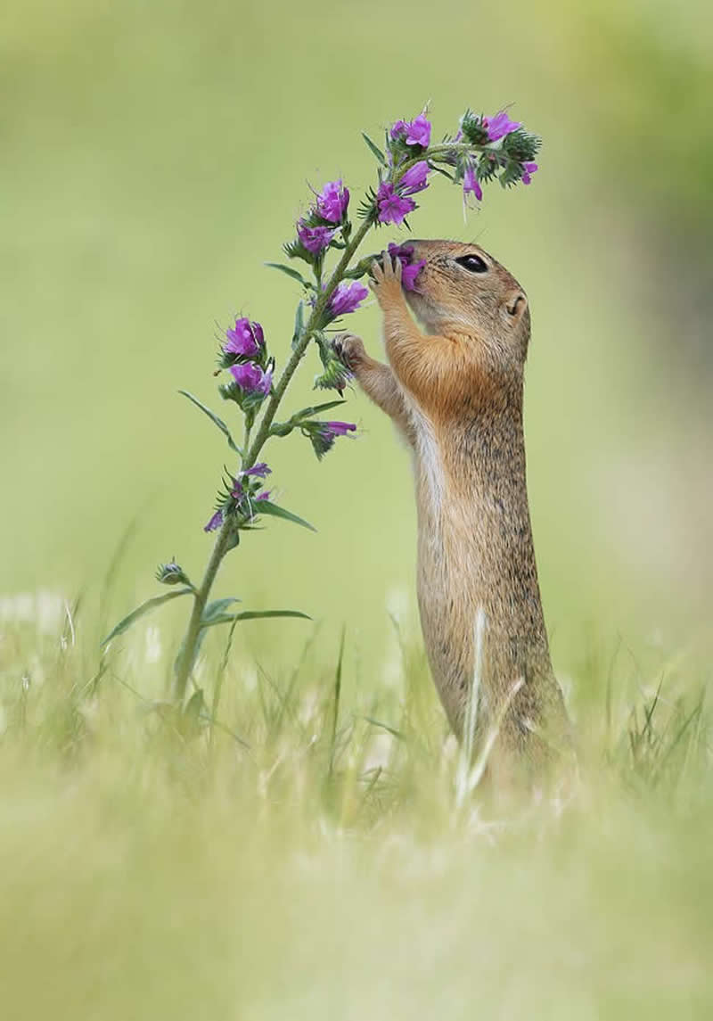 Heart-Melting Photos of Squirrels by Julian Rad
