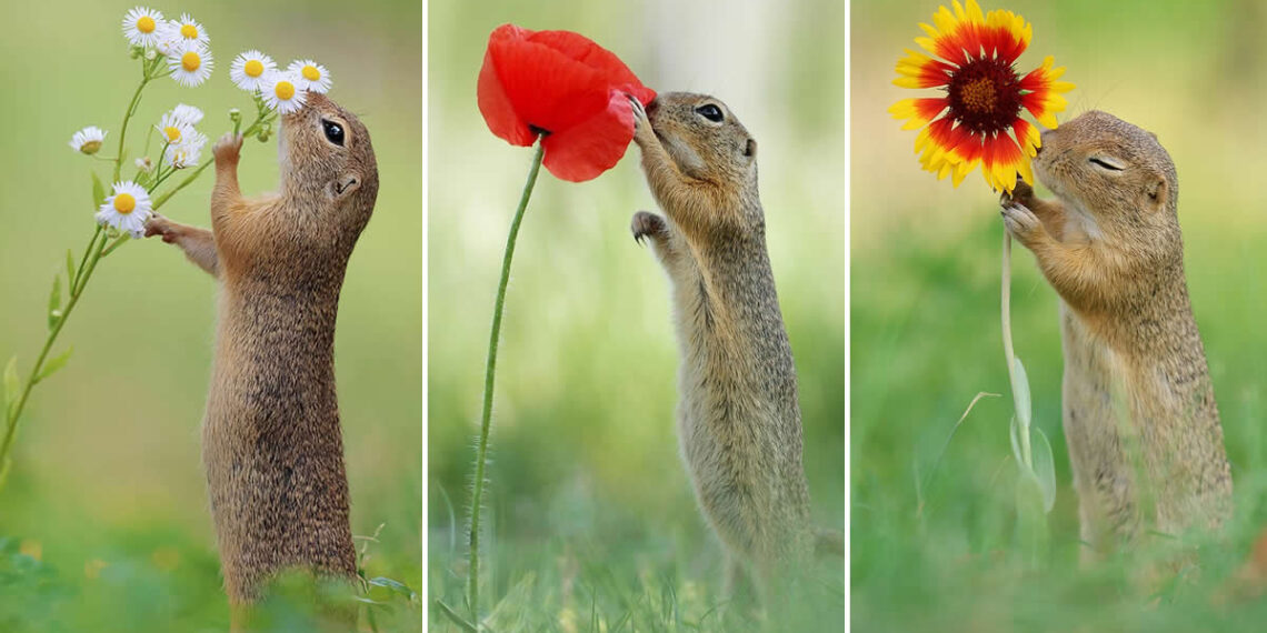 Heart-Melting Photos of Squirrels by Julian Rad