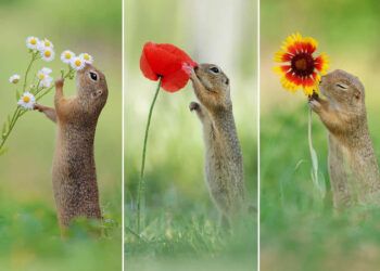 Heart-Melting Photos of Squirrels by Julian Rad