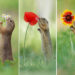 25 Heart-Melting Photos of Squirrels Frolicking Through Blooming Gardens by Julian Rad 71 Heart-Melting Photos of Squirrels by Julian Rad