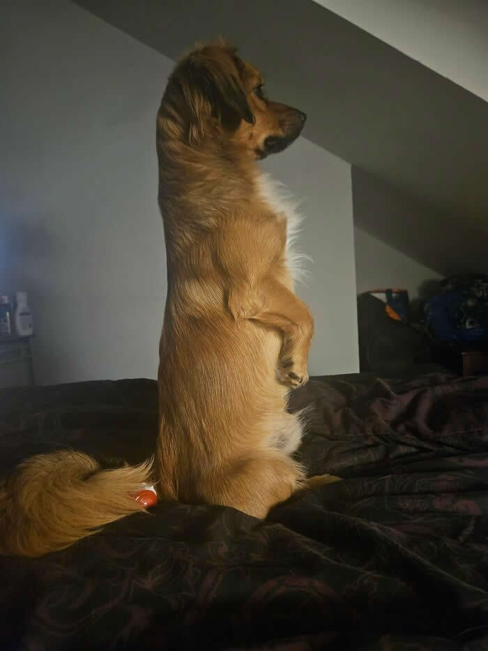 Kevin Has Once Again Turned Into A Meerkat - Heartwarming Photos of Dogs
