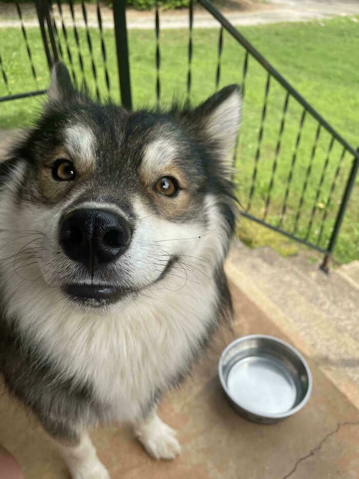 Just A Random Dog That Showed Up My House. Thought He Was Cute! Gave Him Some Water And Trying To Find His Owners Now - Heartwarming Photos of Dogs