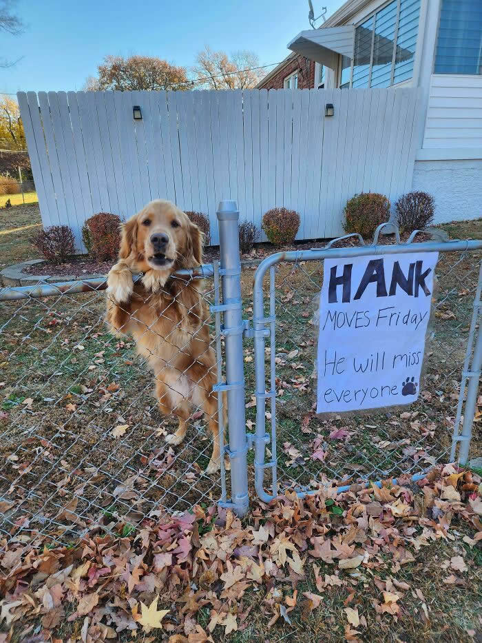 Hank Is A Good Boy Who Lives In One Of The Neighborhoods My Dad Walks His Dog In. His Owners Are Moving Next Week - Heartwarming Photos of Dogs