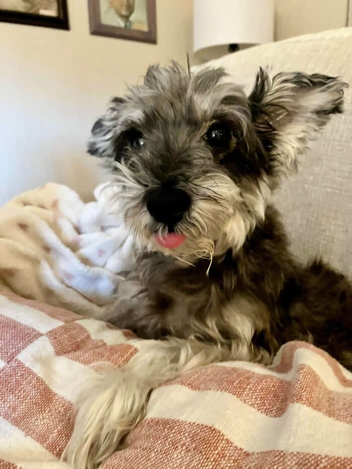 Decided It Was Time To Add To Our Family. So We Adopted This Rare 13 Year Old Pupper - Heartwarming Photos of Dogs