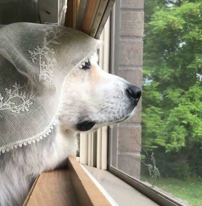 When Will My Husband Return From War - Heartwarming Photos of Dogs