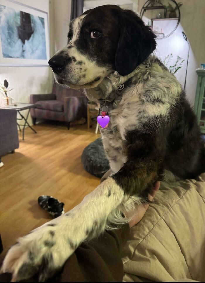 Anyone Else&rsquo;s Dog Regularly Demand That You Hold Hands And Stare Deeply Into Each Other&rsquo;s Eyes - Heartwarming Photos of Dogs