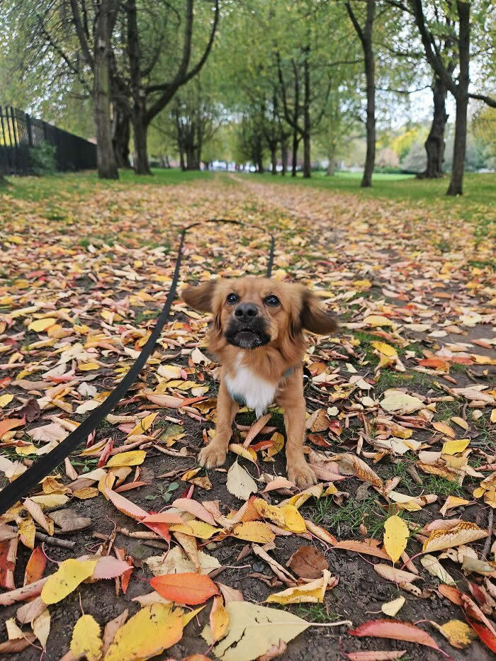 Kevin Spent Over An Hour Chasing Leaves Falling Off The Trees Today - Heartwarming Photos of Dogs