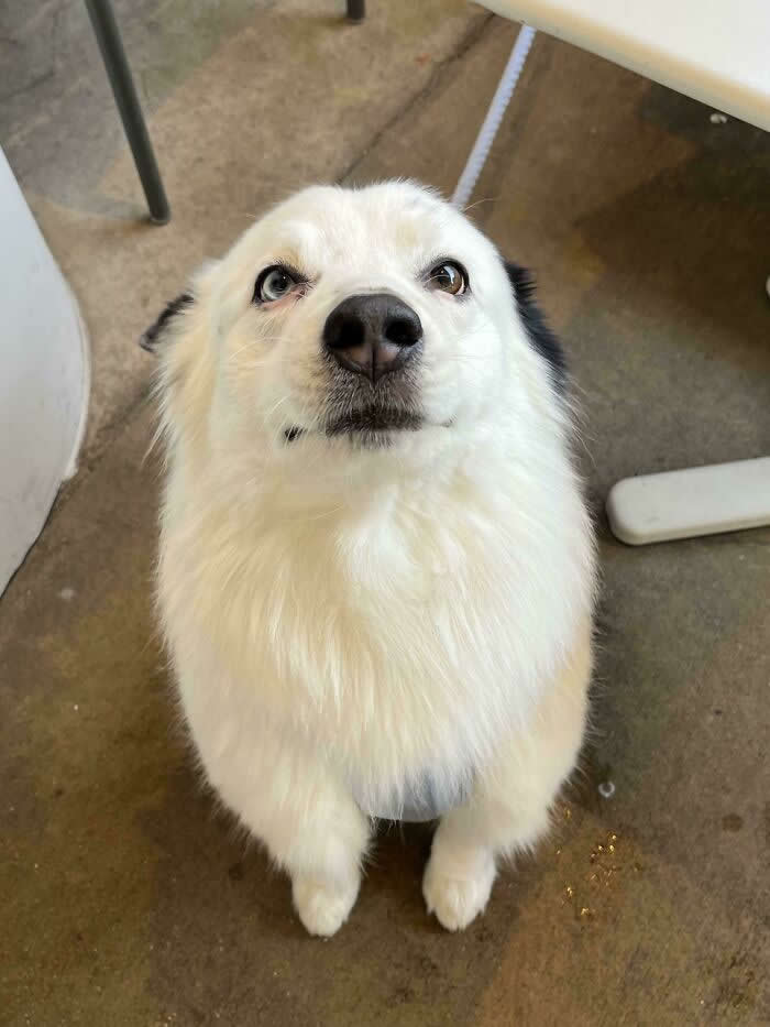 Had An Angel Stop By Work - Heartwarming Photos of Dogs