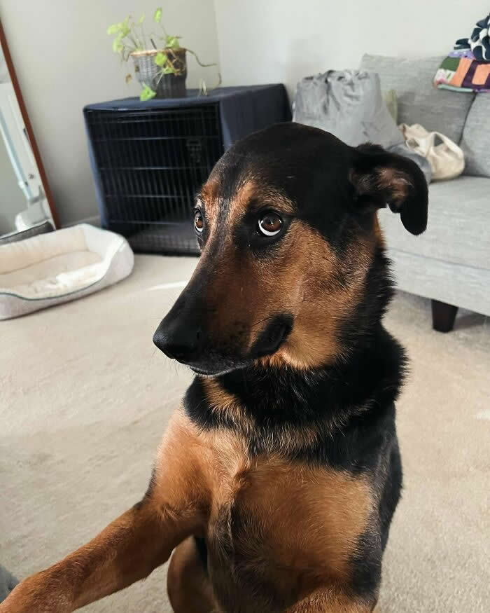 Stuck Face First In The Forbidden Air Freshener - Heartwarming Photos of Dogs