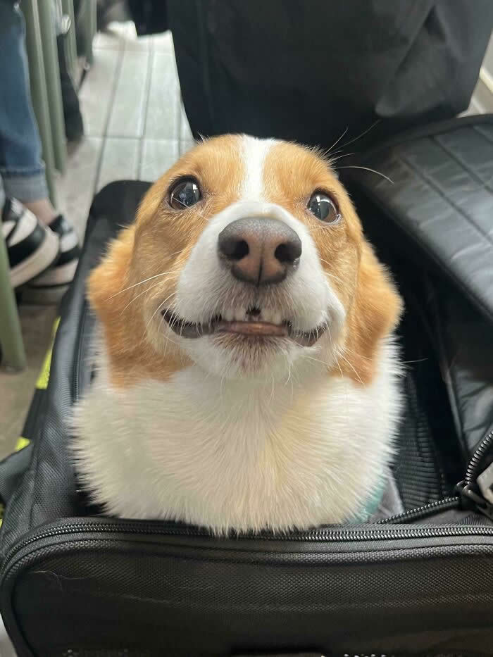I Met Lola At Work Yesterday And Look At Her Teef - Heartwarming Photos of Dogs