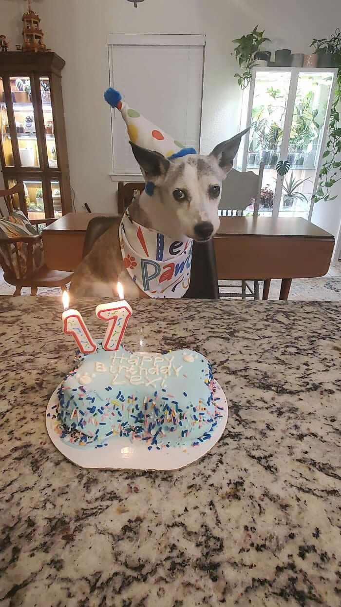 Happy Birthday Sweet Girl - Heartwarming Photos of Dogs