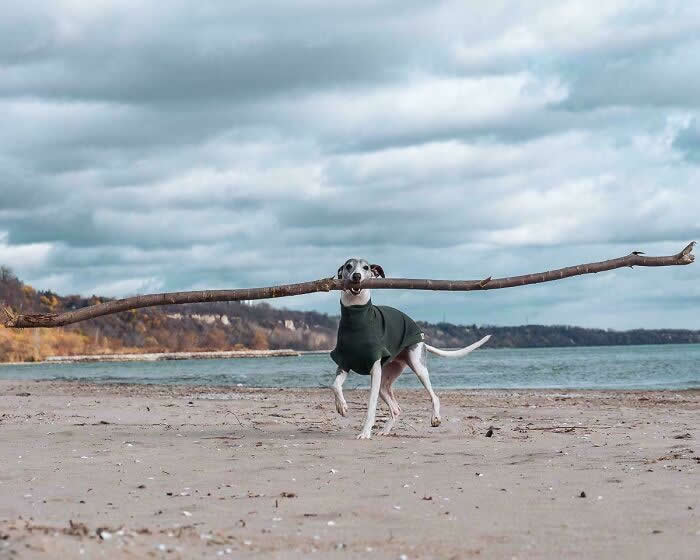 He&rsquo;s The Branch Manager - Heartwarming Photos of Dogs