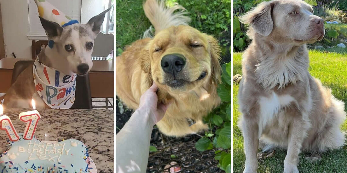 Heartwarming Photos of Dogs