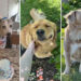Heartwarming Photos of Dogs