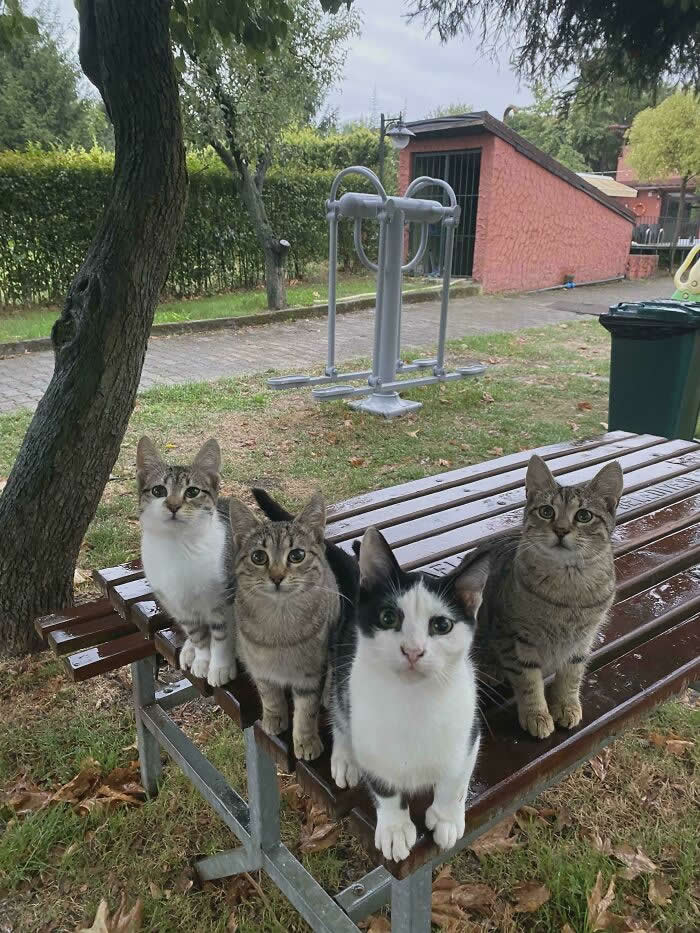 The Council Has Convened An Extraordinary Meeting In The Park - Hilarious Cat Photos That Make You Question