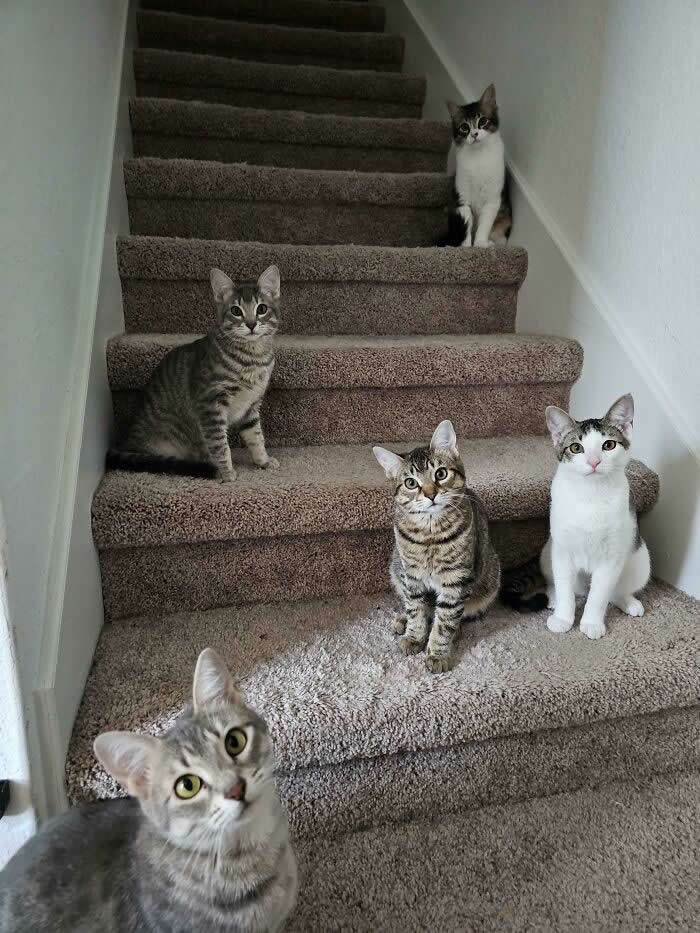You Have Disrupted The Council Stair Meeting - Hilarious Cat Photos That Make You Question