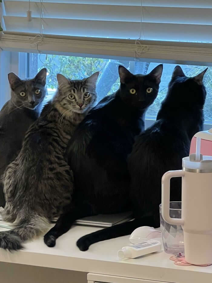 My Kitty Squad - Hilarious Cat Photos That Make You Question