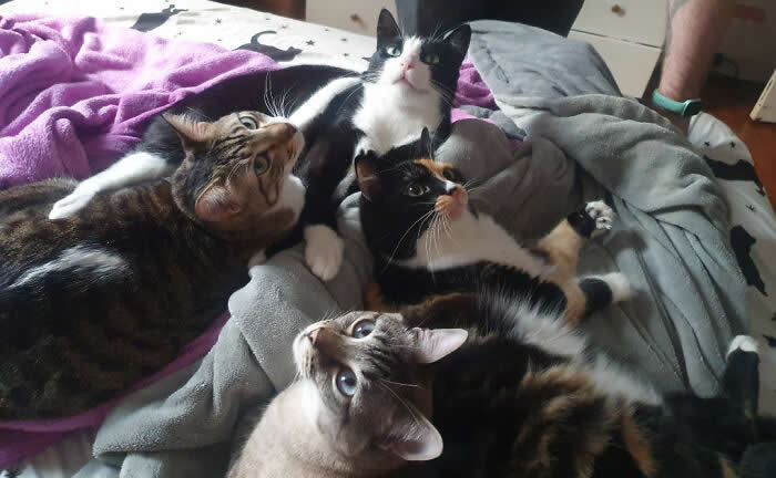I Got Back From A Trip Yesterday And The Council Hasn&rsquo;t Left My Side Since - Hilarious Cat Photos That Make You Question