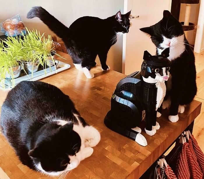 A Council Of Three Plus An Imposter - Hilarious Cat Photos That Make You Question