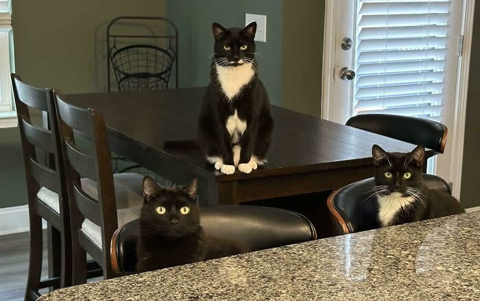 Was Told To Post My Squad Here! - Hilarious Cat Photos That Make You Question