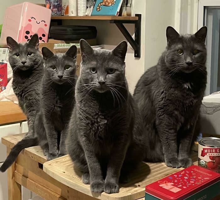 The Council Would Like A Word&hellip; - Hilarious Cat Photos That Make You Question