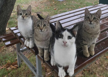 Hilarious Cat Photos That Make You Question