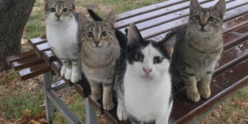 Hilarious Cat Photos That Make You Question