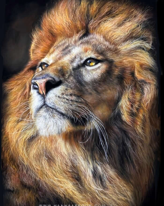 Hyperrealistic Pencil Drawings of Animals by Hanna Asfour