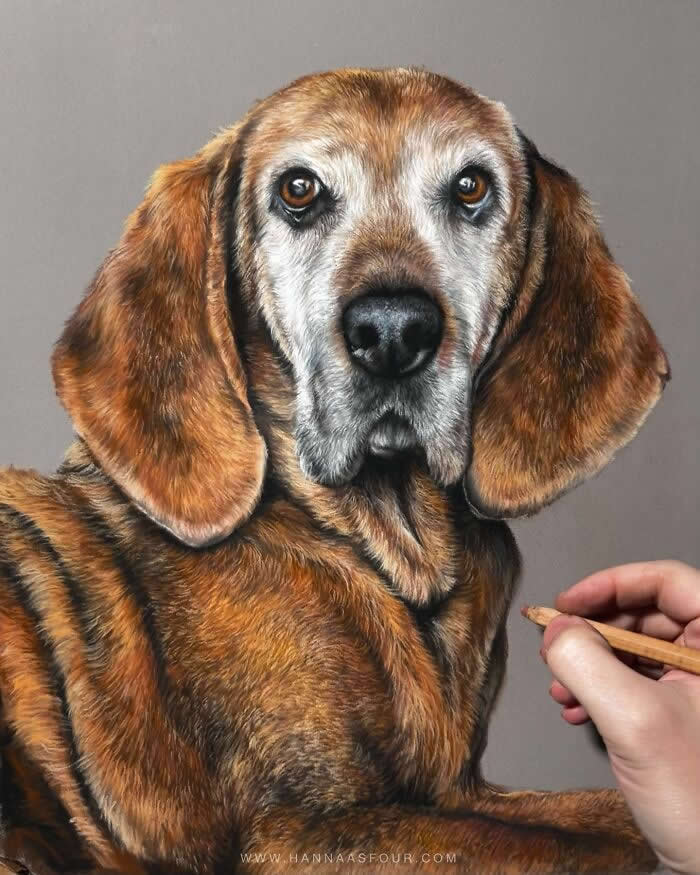 Hyperrealistic Pencil Drawings of Animals by Hanna Asfour