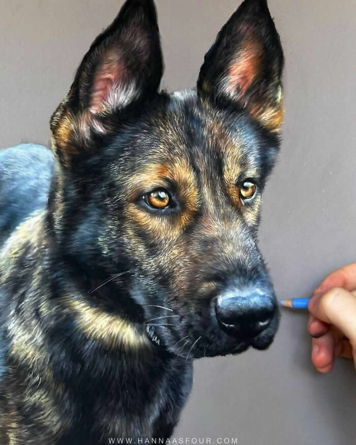 Hyperrealistic Pencil Drawings of Animals by Hanna Asfour