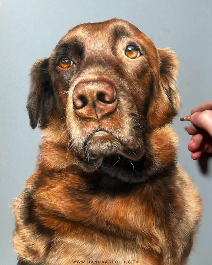 Hyperrealistic Pencil Drawings of Animals by Hanna Asfour