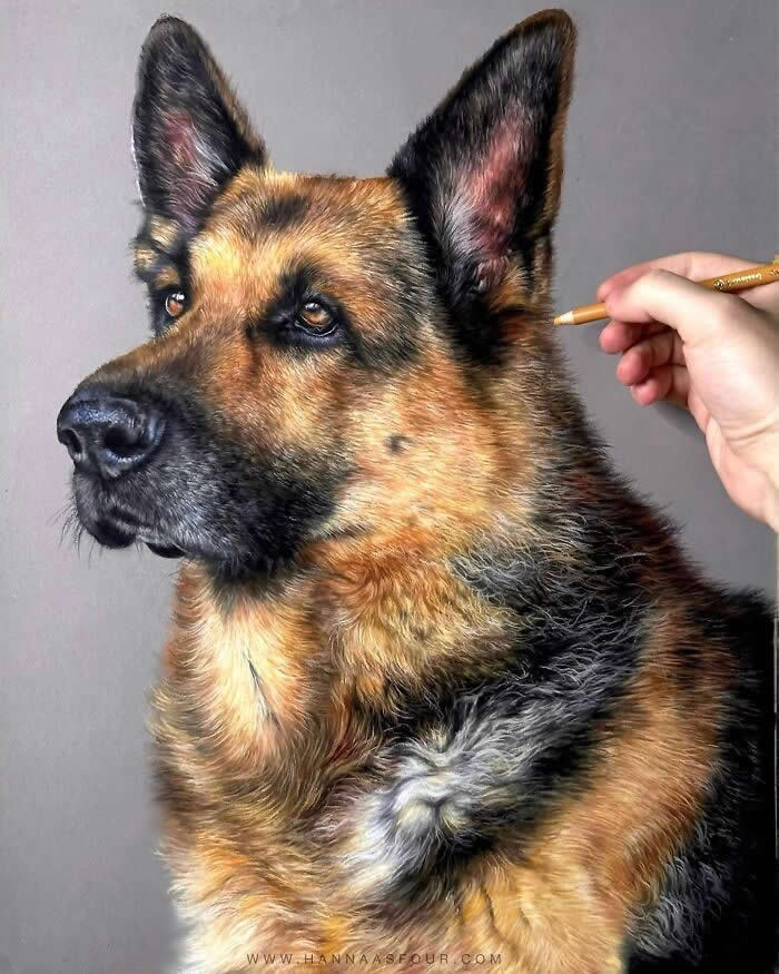 Hyperrealistic Pencil Drawings of Animals by Hanna Asfour