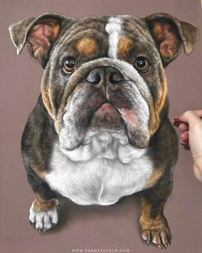Hyperrealistic Pencil Drawings of Animals by Hanna Asfour