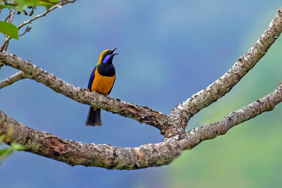 Indian Wildlife Photography by Arko Saha