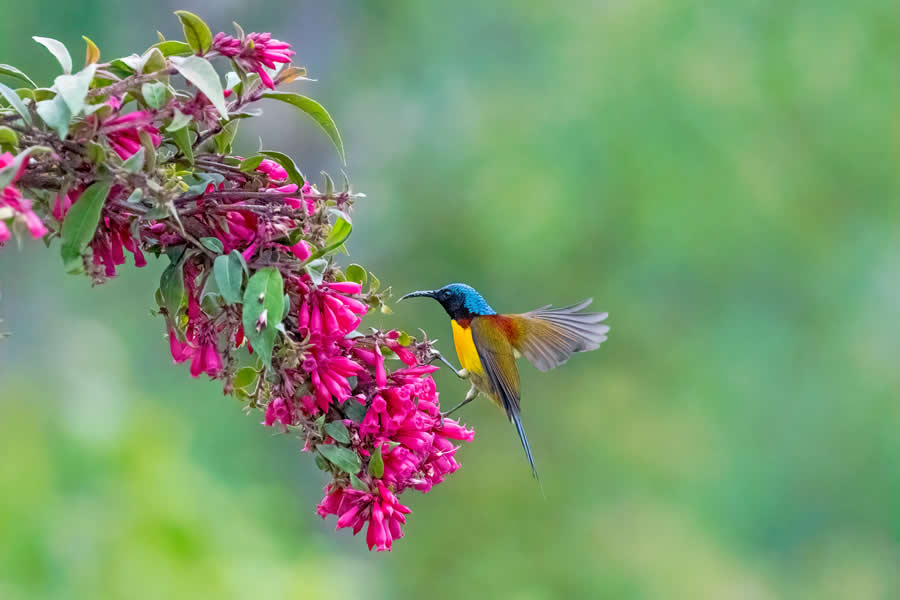 Indian Wildlife Photography by Arko Saha