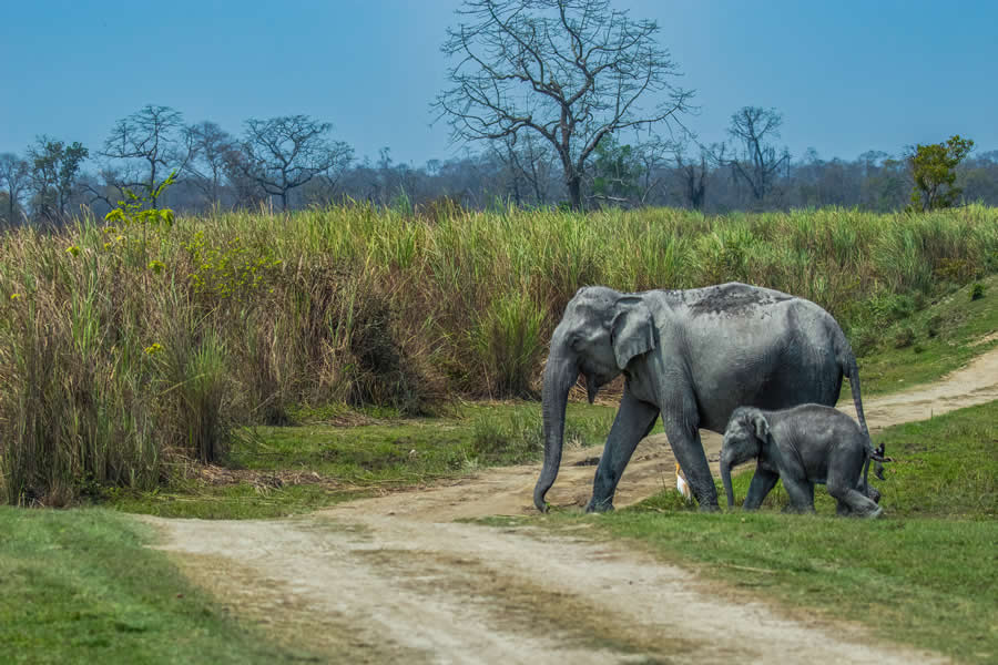 Indian Wildlife Photography by Arko Saha