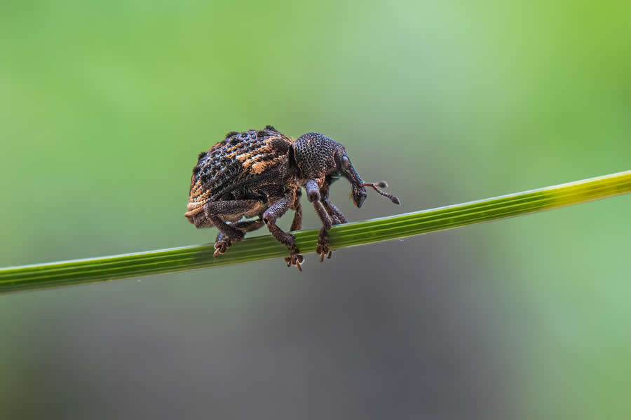 Indian Wildlife Photography by Arko Saha