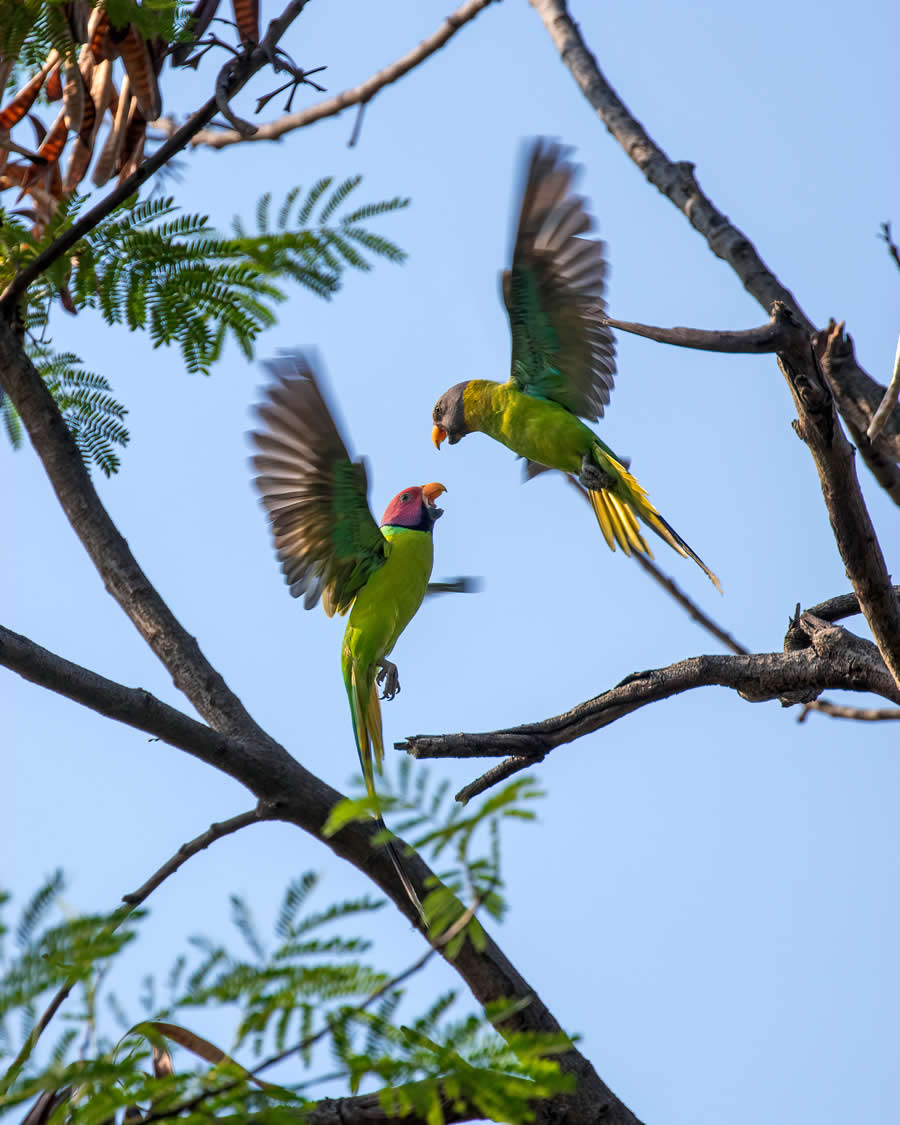 Indian Wildlife Photography by Arko Saha