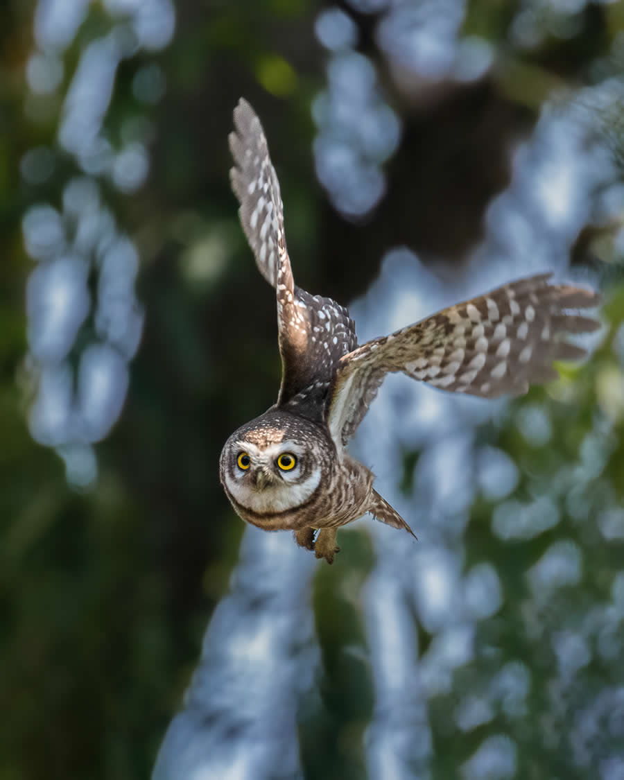 Indian Wildlife Photography by Arko Saha