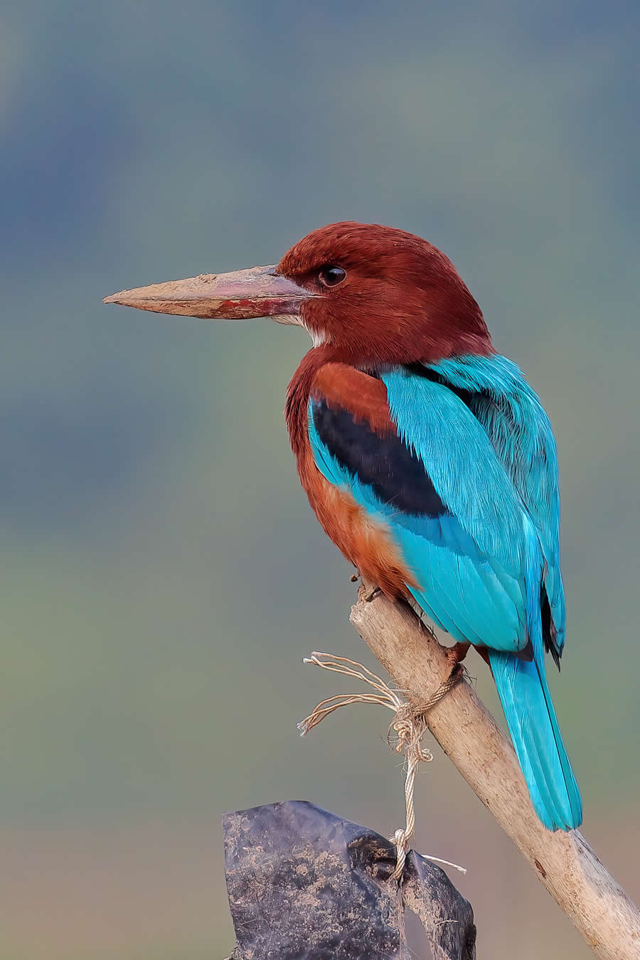 Indian Wildlife Photography by Arko Saha